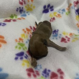 Dolly P - Red female Dachshund puppy in Wesley Chapel, Florida from Russell Lee Overton