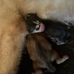 Black and white male - Black and white male Siberian Husky puppy in Doswell, Virginia from Shinko Siberians
