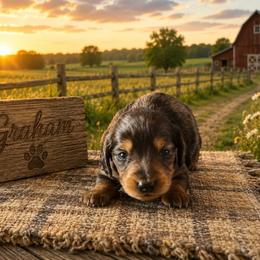 Graham - Black and tan male Dachshund puppy in Hudson, Michigan from Mittentail Kennel Miniature Dachshunds & Australian Shepherds