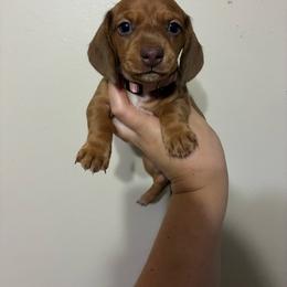 Sally - Red female Dachshund puppy in Springfield, Tennessee from Savannah’s Doxie Palace