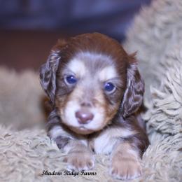 Dachshund Puppies from Shadow Ridge Farms