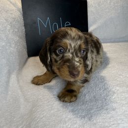 Boy 1 - Dapple male Dachshund puppy in Stilwell, Oklahoma from Stilwell’s Dachshunds