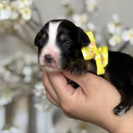 Ember - Tri-color female Bernedoodle puppy in Yuciapa, California from AlltheDoodlez_