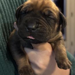 Green Collar - Fawn male Boerboel puppy in Bon Aqua, Tennessee from Erickson Ranch Boerboels