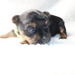 Vulcan- 1875 - Black and tan male Yorkshire Terrier puppy in Sonora, Kentucky from Maple Hill Miniature Dachshunds