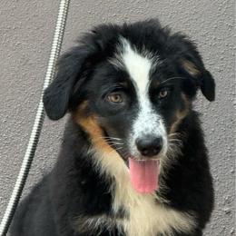 Milo - Black tri-color male Australian Shepherd puppy in Plant City, Florida from G2K9’s