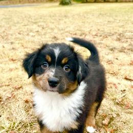 Miniature American Shepherd Puppies from Greenwood Acres Kennel