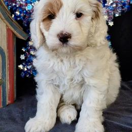 Maine - Chalk male Australian Labradoodle puppy in Washington, North Carolina from Pamlico Labradoodles