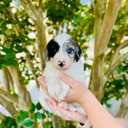 Momo - White and blue merle female Bordoodle puppy in Elizabeth City, North Carolina from Howdy Doodles