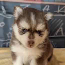 Artemis - 2200 - Red and white male Pomsky puppy in Spring Hill, Florida from www.PuppyTimeEmporium.com