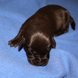 Daisy - Chocolate female Labrador Retriever puppy in Camden, Indiana from Camden's Caring Canines