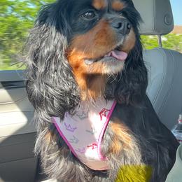 Acadia - Cavalier King Charles Spaniel