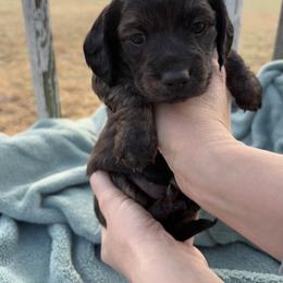 Dachshund Puppies from A Anchor Farm