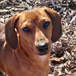 Stella - Dachshund