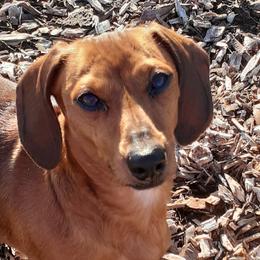Stella - Dachshund
