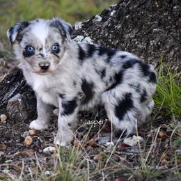 Jasper - Blue merle male Miniature Australian Shepherd puppy in Evant, Texas from Lazy VT Bar Ranch