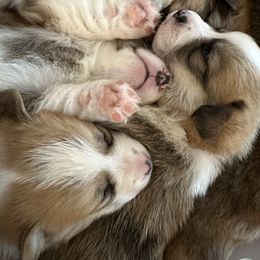 Pembroke Welsh Corgi Puppies from Mountain Adventure Farm