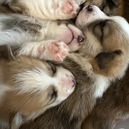 Pembroke Welsh Corgi Puppies from Mountain Adventure Farm