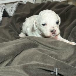 AKC Simon - Parti male Poodle puppy in Tampa, Florida from The Sweet Life of a Toy Poodle