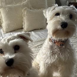Miniature Schnauzers from Lowcountry’s Dreamy Schnauzers
