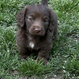 Boy 1 - Chocolate male Dachshund puppy in Sheridan, Arkansas from Farmhouse Dachshunds