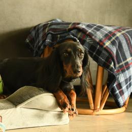Bailey - Dachshund