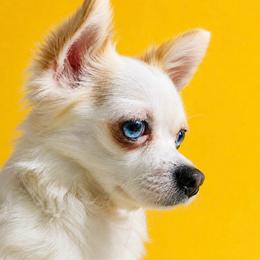 Seri - Chihuahua