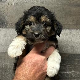 Rocket - Black tri-color male Aussiedoodle puppy in Loretto, Tennessee from K Kountry Farm