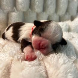 Cuddles - Sable and white female Shih Tzu puppy in Sebring, Florida from Amarilys ShihTzus & Poodles