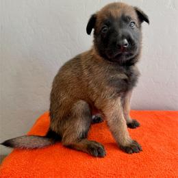 Jango (Maroon) - Mahogany male Belgian Malinois puppy in Buckeue, Arizona from Légende Vivante Du Chief Kennel