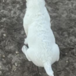 Border Collie and Jack Russell Terrier Puppies from CP FARMS BORDER COLLIES N JACKS CORP