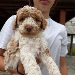 Bailey - Parti female Double Doodle puppy in Yoakum, Texas from The Scott’s Dood Ranch
