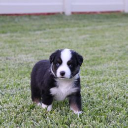 Miniature Australian Shepherd Puppies from Rolling Waves Mini Aussie