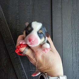 Geranium - Black and tan female Pembroke Welsh Corgi puppy in Fortine, Montana from North Star Pembroke Welsh Corgi's