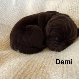 Demi - Brown female Newfoundland puppy in Goodhue, Minnesota from Claypits Newfoundlands