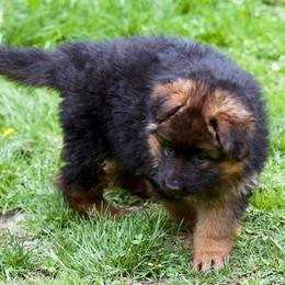 German Shepherd Puppies from Westhaus K9