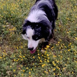 Dozer - Miniature Australian Shepherd