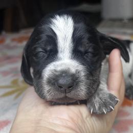 Willow - Blue ticked and tan female Bluetick Coonhound puppy in Wolf Creek, Oregon from Dejah Bleu Kennels