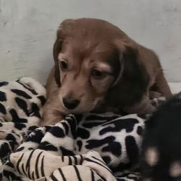 Dachshund Puppies from Grand mesa mini dachshund