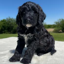 Tate R. Tot - Black male Goldendoodle puppy in Osage City, Kansas from Golden Ridge Goldens