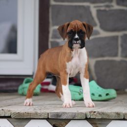 Carla - Fawn female Boxer puppy in Pennsylvania from Anthony's Boxers