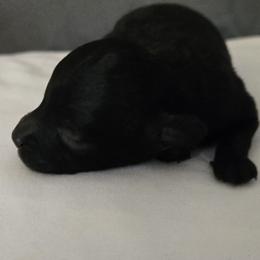 Tasi - Black female Poodle puppy in Lucedale, Mississippi from Simply Poodle