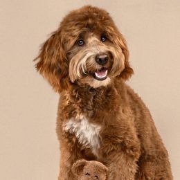 Alfie - Goldendoodle