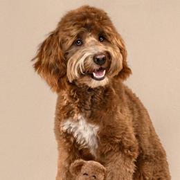 Alfie - Goldendoodle