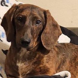 Luna the Dark Moon - Dachshund