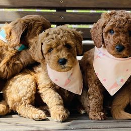 Goldendoodle Puppies from Hilltop Mini and Teddy Bear Doodles