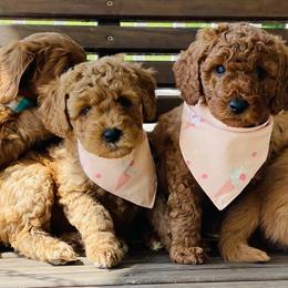 Goldendoodle Puppies from Hilltop Mini and Teddy Bear Doodles