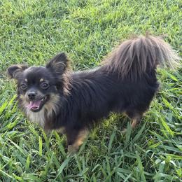 Chihuahuas and Dachshunds from Cripple Creek Farms