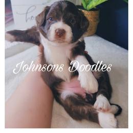 Aussiedoodle, Bernedoodle, and Goldendoodle Puppies from Johnson's Doodles