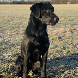 Ash - Labrador Retriever